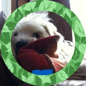 Meet your Posher, Polly